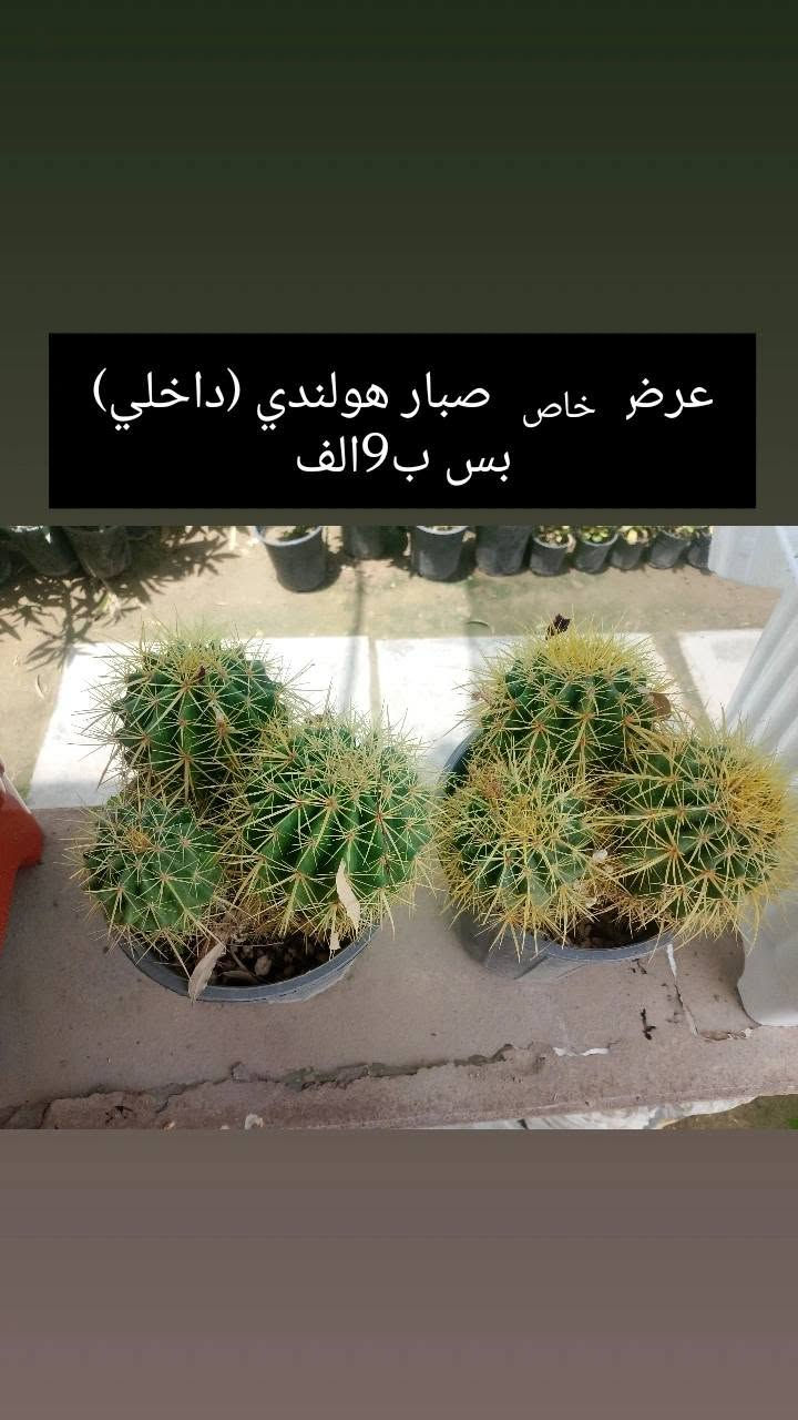 (بسم الله))
((مشتل الأنوار))🌻🌷🌵
يعلن مشتل الأنوار عن توفر كافة النباتات الزينه والحمضيات داخل المشتل وبأسعار تنافسيه 🔥🔥
زورونأ في العنوان الدائم🔥🔥
العنوان الصويره الشارع العام مطعم هنداس مجاور مجمع أبو زهراء للسيراميك 🔥🔥 
للتفاصيل اكثر داخل الصور 
ويوجود خدمه توصيل  🚛 🚚 🚗


**إذا كنت صاحب هذا الإعلان وتريد حذفه لأي سبب، رجاءا أرسل رسالة إلى الدعم الفني**