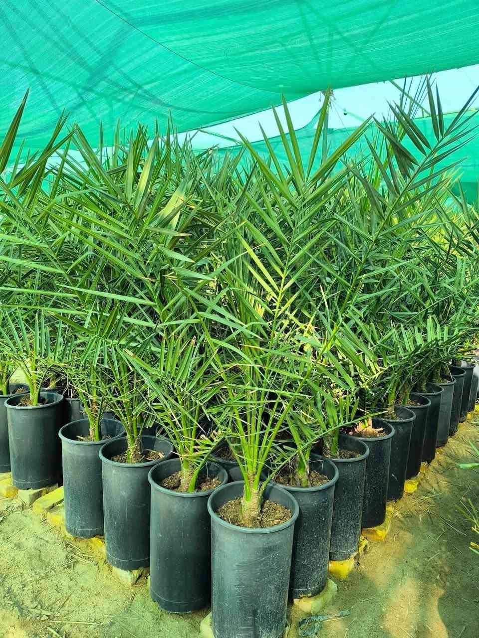 السلام عليكم اخوان نعرضلكم فسال برحي نسيجي مختبر بريطاني الراغب بلشراء العنوان واسط قضاء الصويرة للاستفسار اتصل على الرقم التالي ***********
