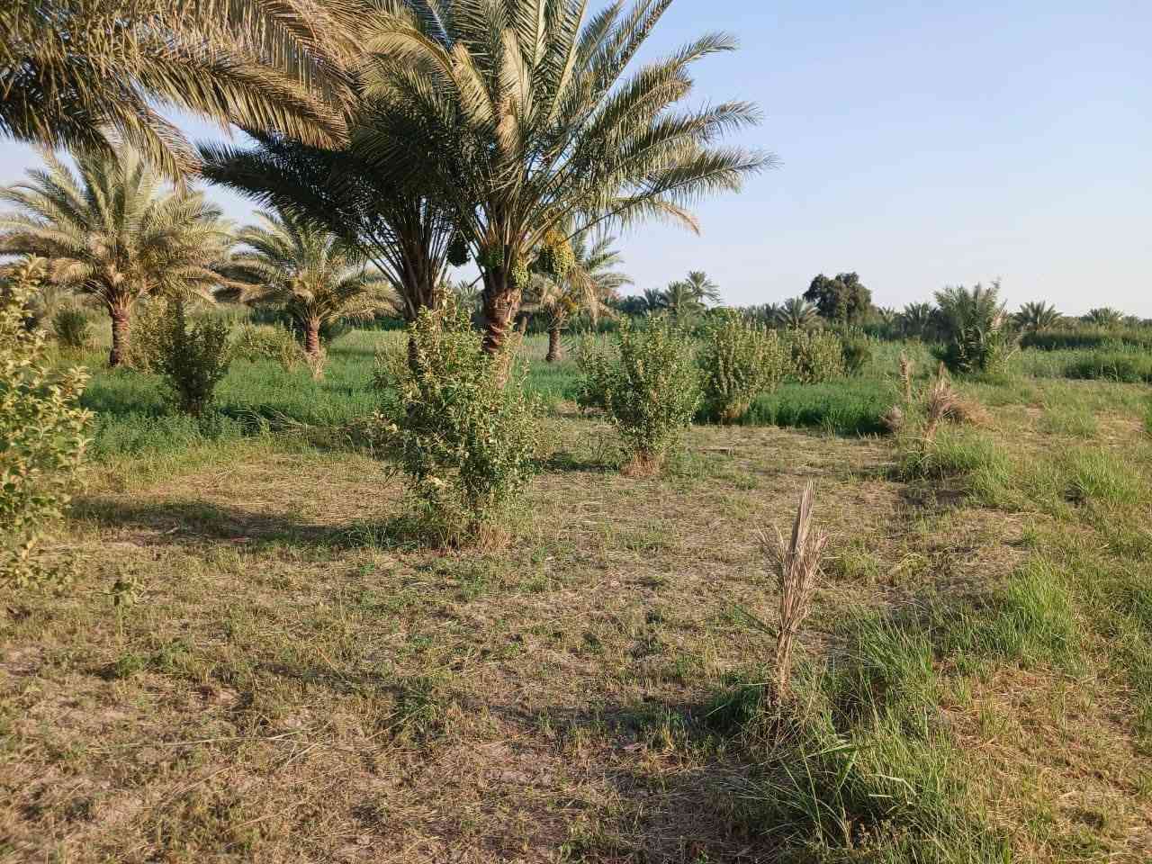 سلام عليكم ارض زرعيه البيع مساحه 40دونم عقد عله 117اله حصه ماء تبعد عن شط 500متره  مزروعه جت أو مشجره نخال أو حمضيات تبعد عن تبليط 500متره واسط الصويره للاستفسار ***********
