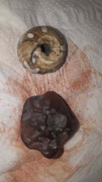 حجر الهبهاب • طبيعي خام • جلب محبة