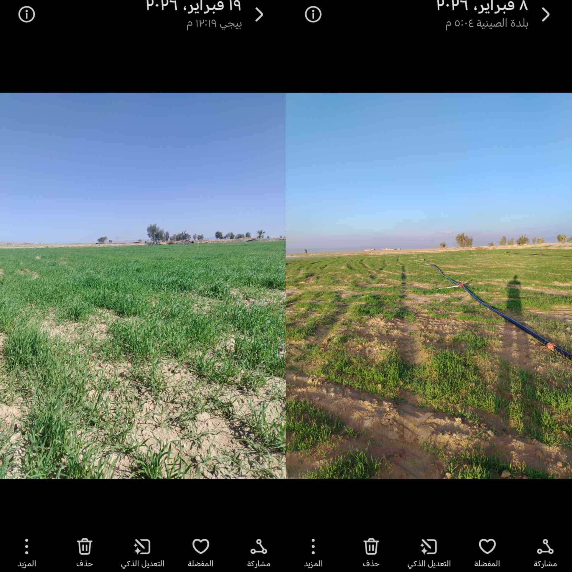 خير الكلام ما قل ودل
الفرق ١١يوم فقط بعد رش المنشط
حامض الفسفوريك مع كبريتات الأمونيوم
تكلفه الدونم رش ورقي ١٥ الف دينار
يخلط مع ماء حلو فقط
تصل وجبه الأحد القادم ان شاء الله
 عنواننا الصينية نهايه شارع السبيس بعد سيطره الفلاحين
***********
