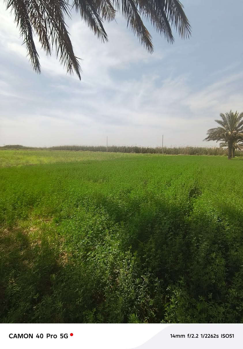 سلام عليكم لبيع كاع ١٠ دوانم بقداد ناحيت الوحده قرب بسمايه عقد زراعي أمي سقي تبليط كهربا ***********
