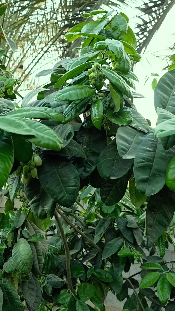 الهيوماك السلوفاكي سر النجاح 
نتائج رائعة على اشجار السندي بعد اضافة 200 غم للشجرة من الهيوماك السلوفاكي 
الهيوماك منتج عضوي يعمل على اعادة الحياة للتربة بالتالي تكون النتائج مذهلة على النبات 
المزارع ابو عبد الله الشمري في الدجيل والنتائج واضحة جدا 
للمزيد من المعلومات والاستفسار
مكتب النور الزراعي ( شركة الماس الاصفر ) 
بغداد - اليوسفية - علوة الرمل 
***********
***********
