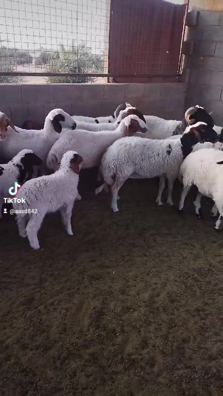 متاح نعاج العدد 18 وجبش للبيع اكثرهه ثنيه بيهن 3 شطور وبيهن 3كبار عمر ابيع نقد ماابيع بوعده مكاني عانه 
***********
***********
