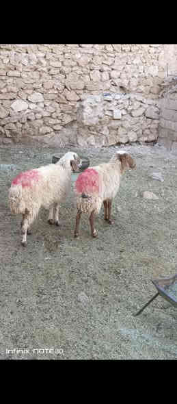 السلام عليكم متاح نعاج اثنين نعاج سن وشطر ونصاح نعاج محنيات صار شهرين سعرهن ٤٥٠ العنوان حديثه حقلانيه للاستفسار الاتصال على الرقم *********** يوجد توصيل حسب الاتفاق
