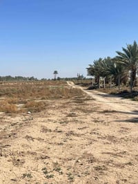 طابو زراعي • ١٠٠٠م • سند باسمي