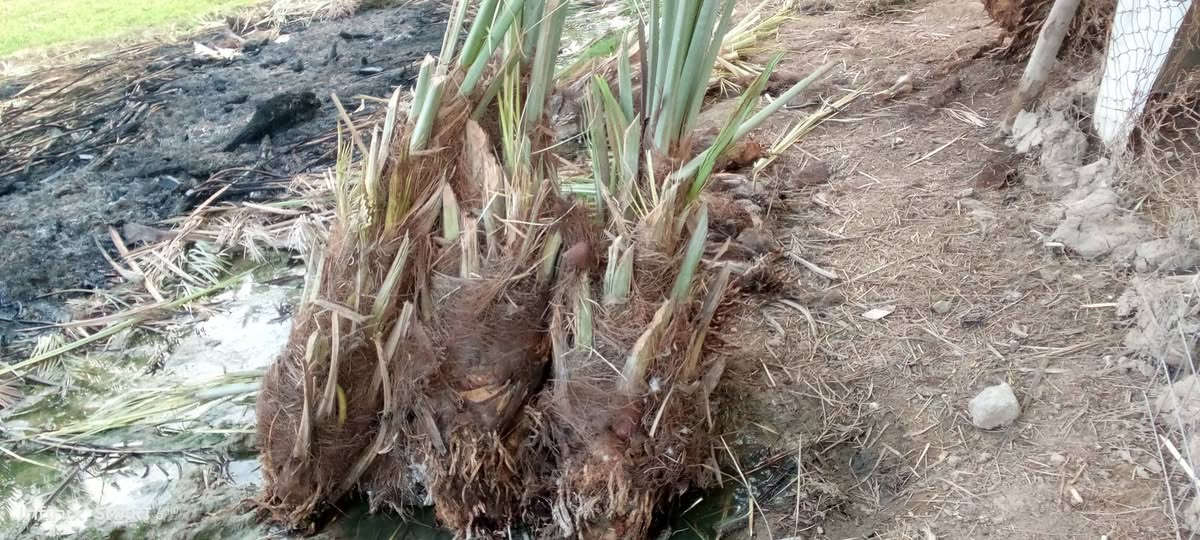 سلام عليكم نخل زين للبيع سعر ،(3000دينار)***********
