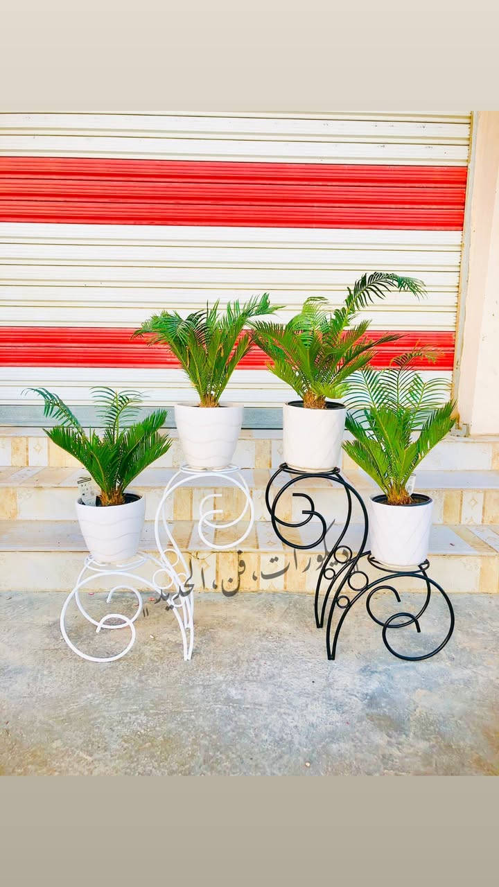 نقدم لكم مجموعة مميزة من استاندات الورد بتصاميم  متنوعة، جميلة، وجذابة تضيف أناقة خاصة لأي مكان.

✔️ عمل يدوي متقن
✔️ مصنوعة من أفضل أنواع الحديد القوي والمتين
✔️ تصاميم عصرية وكلاسيكية تناسب جميع الأذواق
✔️ مثالية للمنزل، الحديقة، الشرفات، والمشاريع

اجعل نباتاتك تتألق بطريقة أنيقة وفريدة 🌺
جودة عالية – تصميم رائع – سعر مناسب

📩 للحجز والاستفسار تواصل معنا الآن.


**إذا كنت صاحب هذا الإعلان وتريد حذفه لأي سبب، رجاءا أرسل رسالة إلى الدعم الفني**