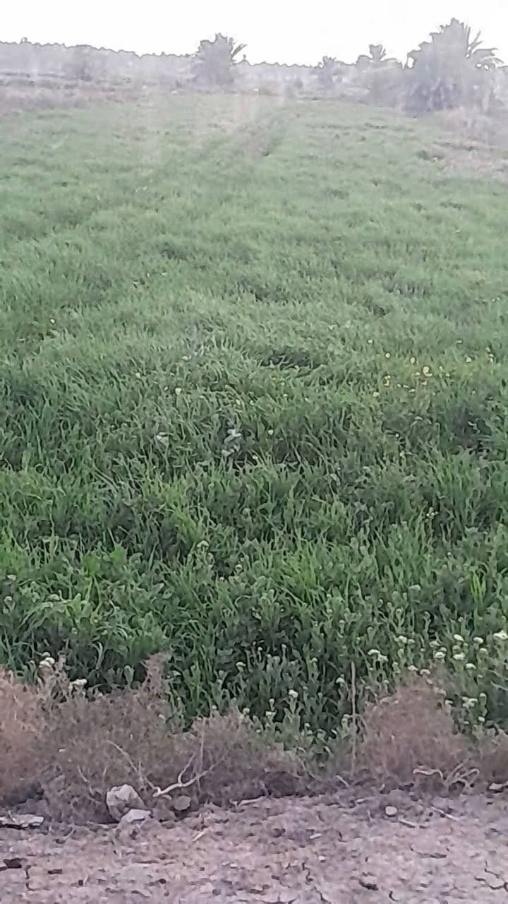 السلام عليكم اخوان ارض زراعيه للبيع مساحه دونم و٣٠٠ طابو زراعي سند ٢٥متوفر كافه الخدمات العنوان قريب على طريق العلويه الشريفه بنت الحسن عليه السلام للإستفسار ***********
