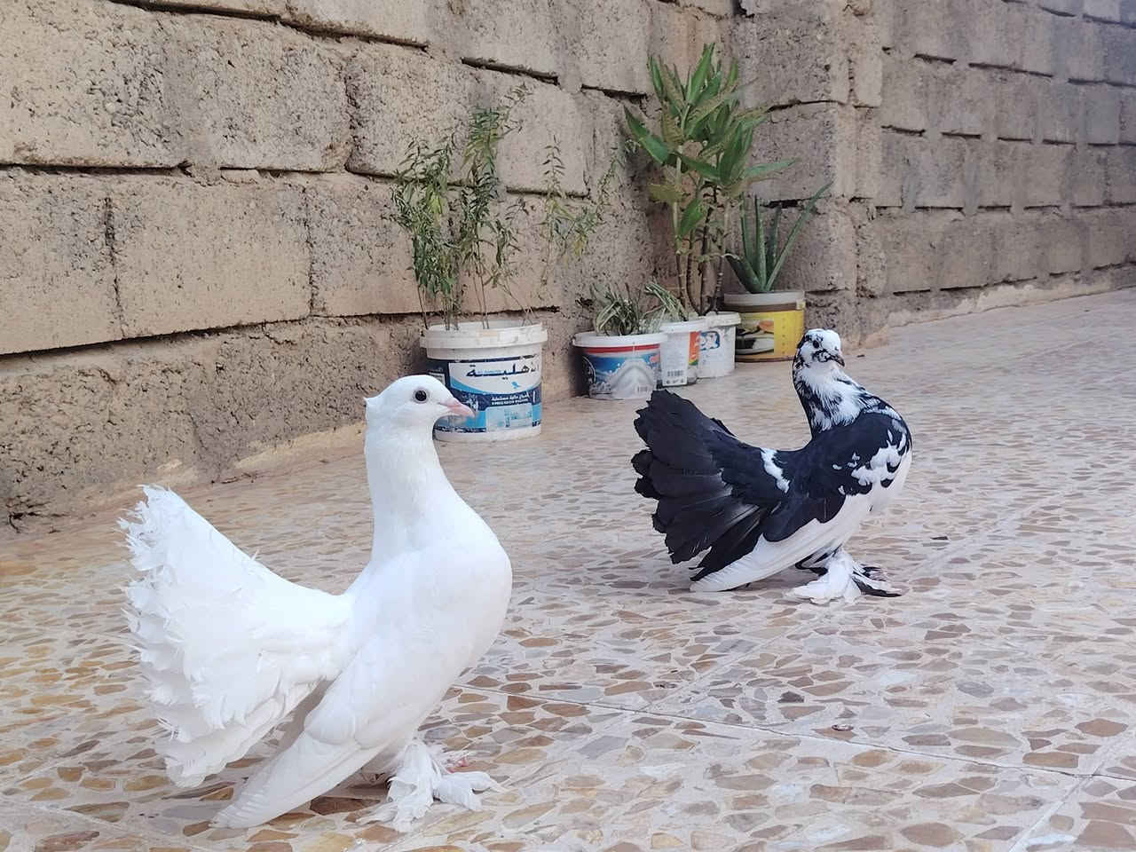 متاح 35🔐


**إذا كنت صاحب هذا الإعلان وتريد حذفه لأي سبب، رجاءا أرسل رسالة إلى الدعم الفني**