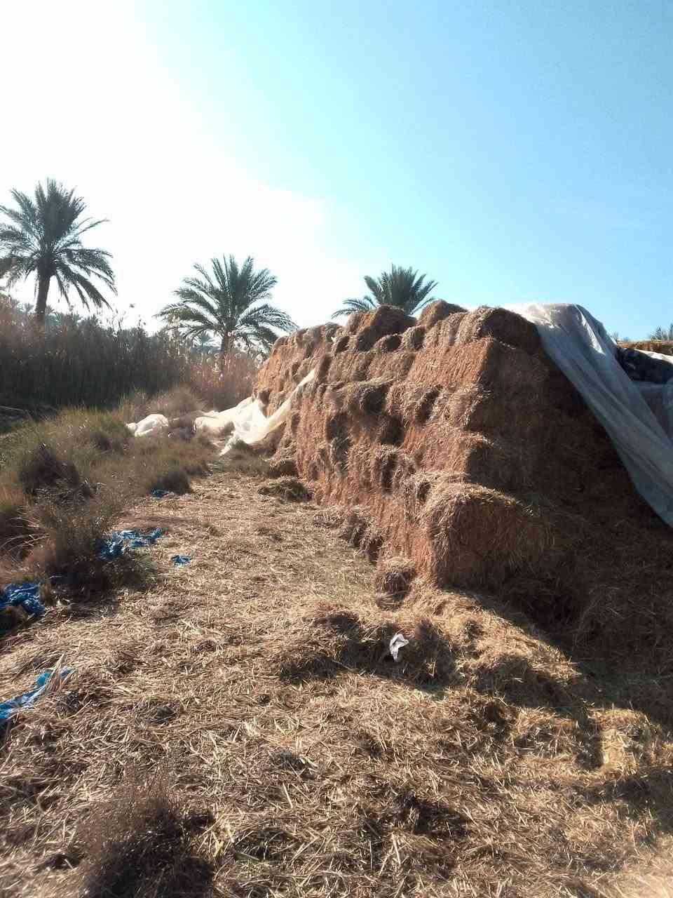 لبيع كبسات تبن حنطه مكان بابل الحمزه الغربي ***********
