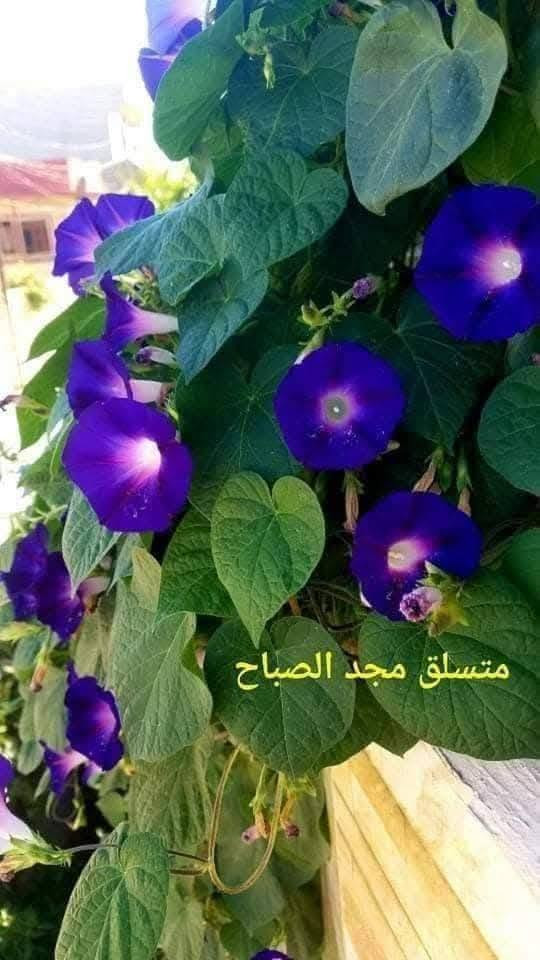 متاح لدينا بذورها بذور و شتلات نبات ورد متسلق مجد الصباح الوان لطلب والحجز واتساب
*********** السماوه أو مراسلة الصفحه يوجد خدمة توصيل طلبات داخل السماوه ولكافة المحافظات لباب البيت أنواع البذور الاستوائية النادره

