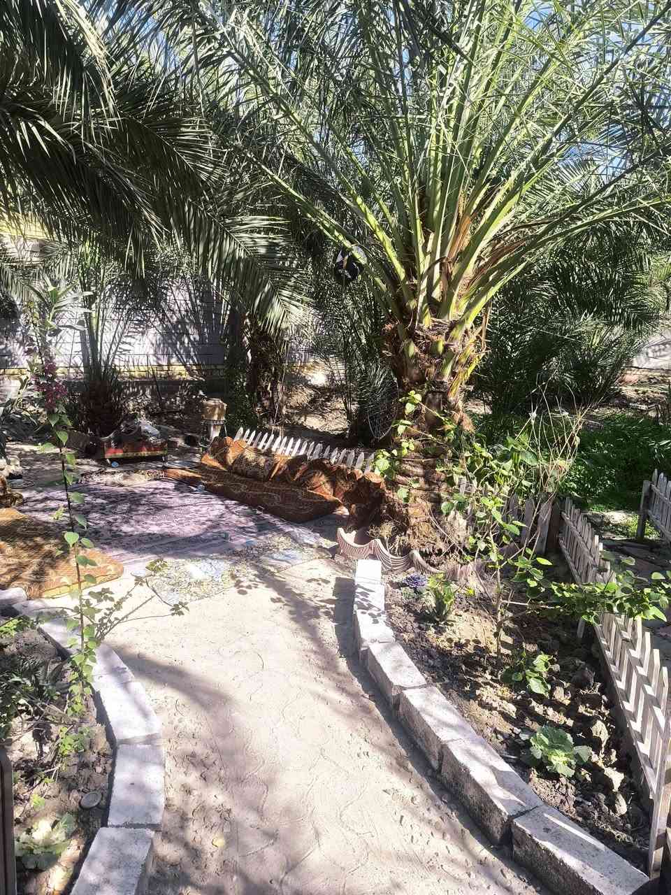 بيت للبيع 950m
 مساحة البناء 300 (قاسميهن بيتين كل بيت باب وحد ) 
وبيه محل ببداية البيت مأجر ينه 
بناء بلوك كهربائي حديث وبيه ٥ غرف وصالة وصحيات داخليه وخارجية ومطبخ واستقبال 
يبعد عن الشارع العام ١٠٠ م  والتبليط واصل للباب البيت 
,زراعي سند 25 بيه وصل تطويب 
انواع الفسائل بيه مزرعة كلش مرتبة وتعبابنين بيه مايقارب 20 نخلة وكلة حمال 
والفواكه بانواعه
الموقع سوق الشيوخ ( حي الجوادين ) 
نزلة الكهوة 
للتواصل 
***********
***********
