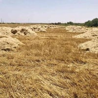 كبسات تبن • قريت البطعمه الحويج