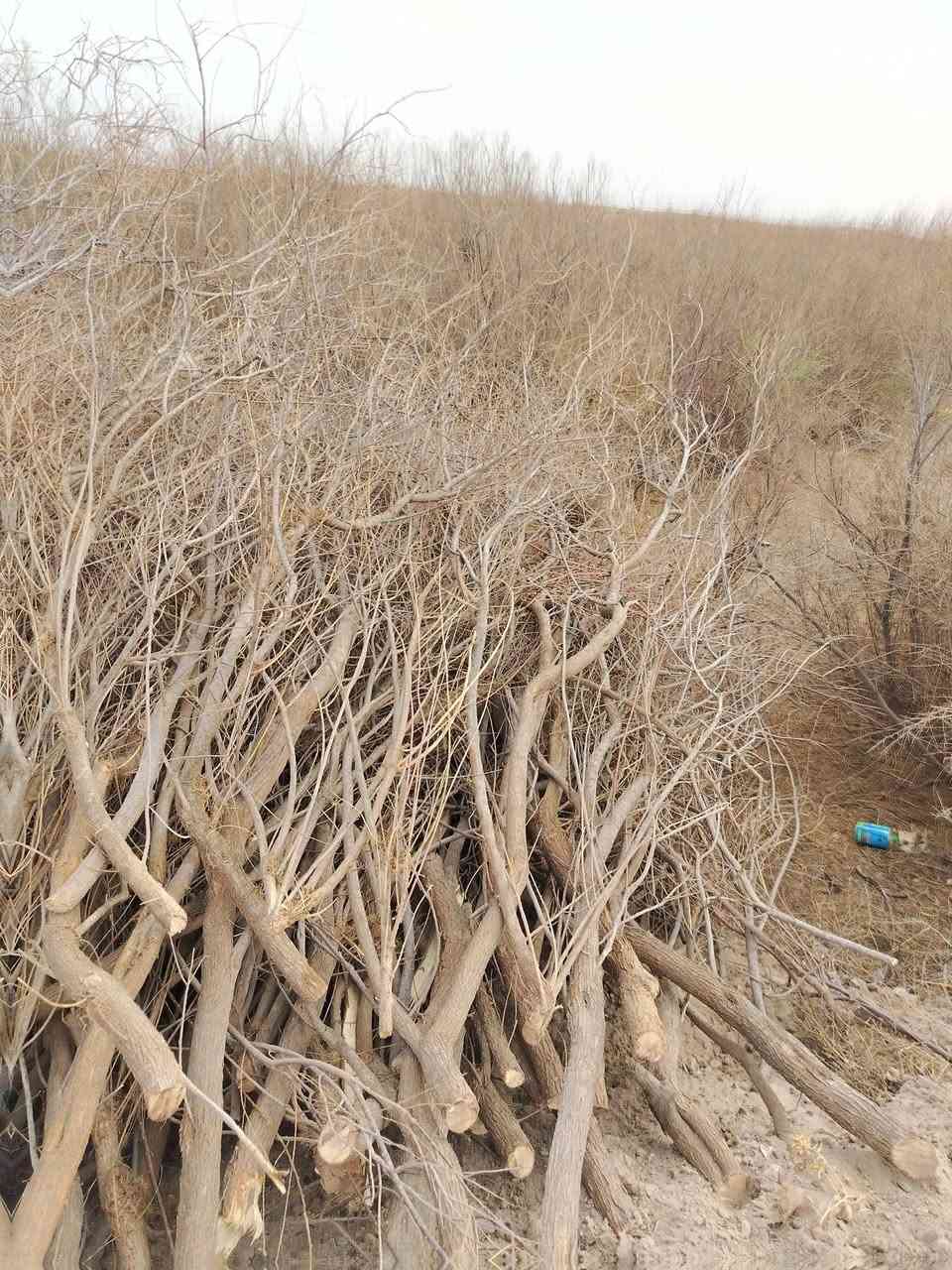 سلام عليكم حطب🪵🪵 طرفه خشانه خير م̷ـــِْن •اللّـہ̣̥  للبيع @***********
