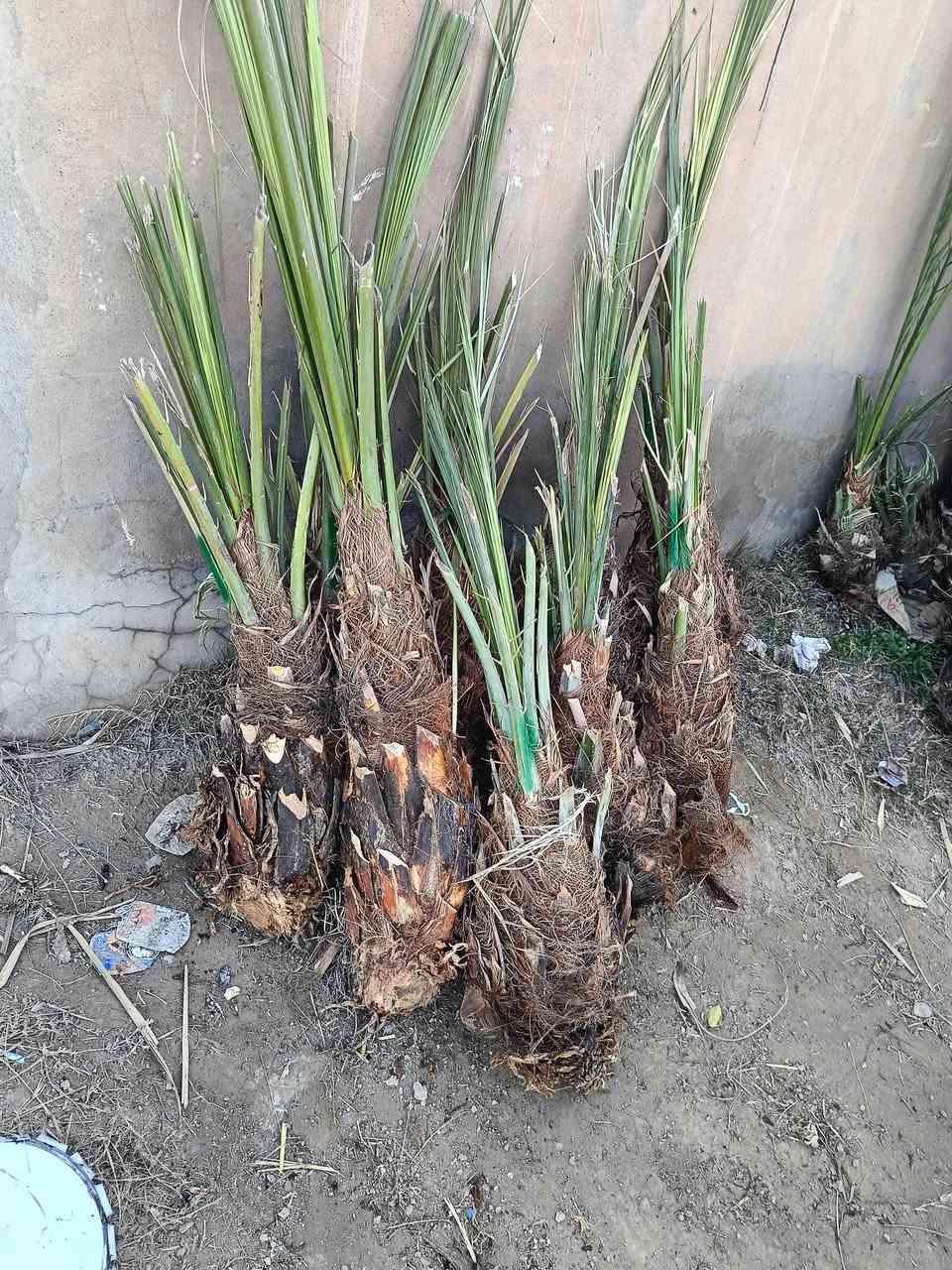 على بركة الله يتوفر نخل برحي مياة بل مياة شرط وضمان ومجهول وبريم***********
