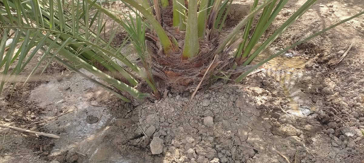 فسائل برحي حرات للبيع اول شلعه امهاتهن خشنات الواحد ب٢٥٠ بيهن مجال


**إذا كنت صاحب هذا الإعلان وتريد حذفه لأي سبب، رجاءا أرسل رسالة إلى الدعم الفني**