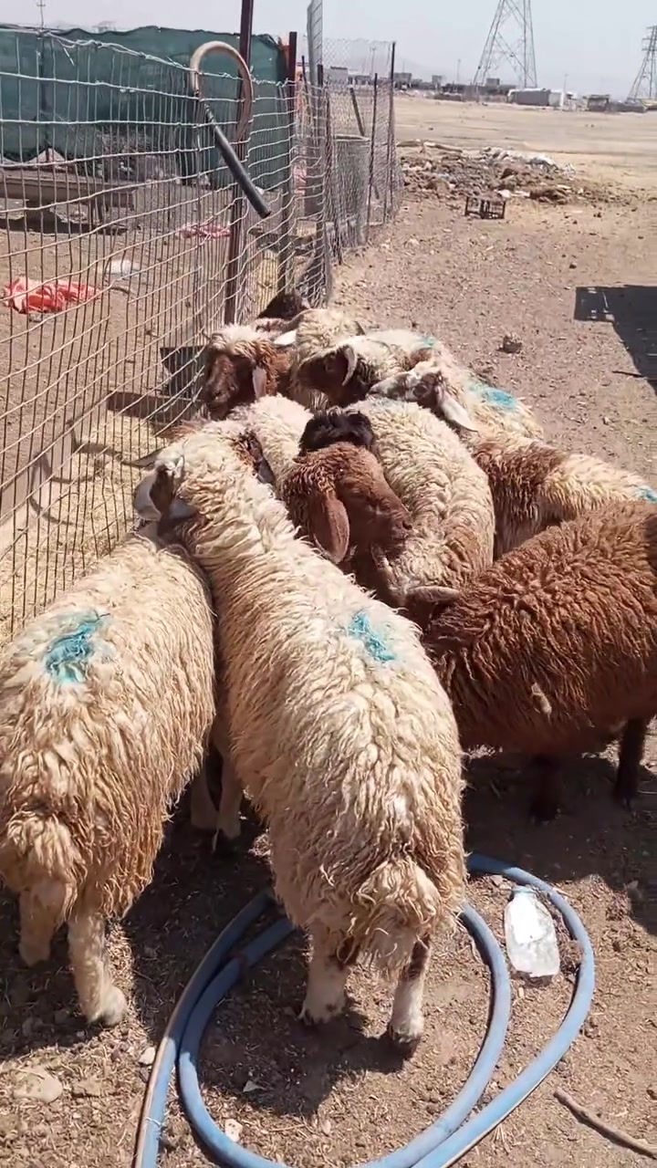 13بەرخی تەڕوجوان زرعی ، هەموویان نێرن، ماڵێکی پاک وجوان سعری بەکیلۆوبەگۆترەش دەیفرۆشین ،ناونیشان هەڵەبجەی تازە.***********
***********

