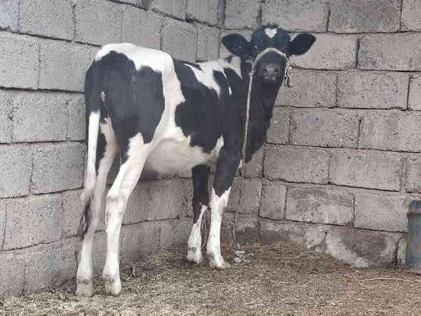 بسم الله ماشاء الله بچر كامله على باب صراف جنس درجه اولى زراعية  الاصليه خط اول نصاحه و اچالة فول   وين الرباطة وين اليدور حلال نضيف وبسعر مناسب 975 وبيهة مجال
المكان الشرقاط  الخضرانيه  
***********
