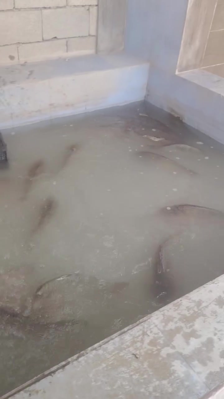 🐟🔥 عروض اليوم مسقف مصطفى التكريتي  🔥🐔
✅ سمج كاربي حي — الكيلو 6000دينار مع الشوي 
✅ دجاج حي  — الكيلو 3,500 دينار مع التنظيف والتقطيع 
✅ يوجد خدمة توصيل 
✅ المكان تكريت الديوم المحل مالتي مقابيل مول العبيدي بسد سوك الجمعه القديم ✅ هذا رقمي ***********

