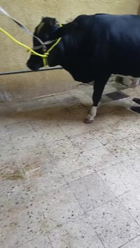 لحم عجل • درجة اولى • شارع الالبان