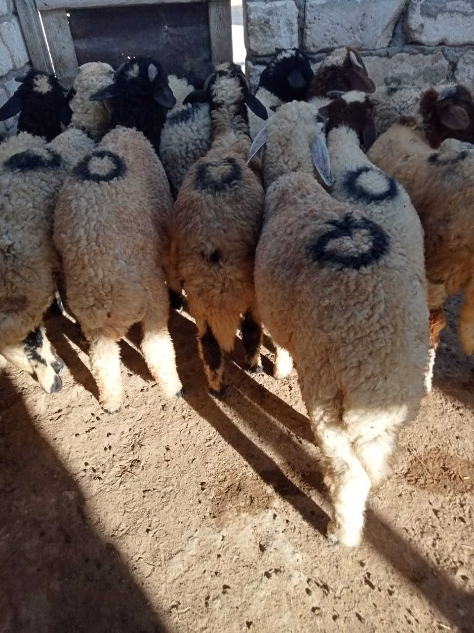 (مشاء الله تبارك الله)للبيع | 12راس غنم برقي
 خشنه جاهزه تدخل علف 
العمر: من 6 شهور  
النوع: ذكور البيع جمله وقطعي 
المكان: الاسكندريه العامريه كنج مريوط 
خلف استات برج العرب 
التواصل: 01220114610
واتس 01117468476
(مزرعه خطاب العزومي)


**إذا كنت صاحب هذا الإعلان وتريد حذفه لأي سبب، رجاءا أرسل رسالة إلى الدعم الفني**