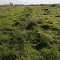 السيد المجهول • أقل ٢٠ دونم • سفحه