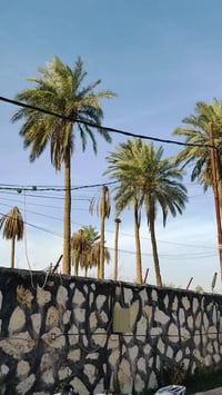 دايود عضم للبيع موديل 2023 وكيل ثامر خلخال الدراجه مكفوله من كلشي النض...