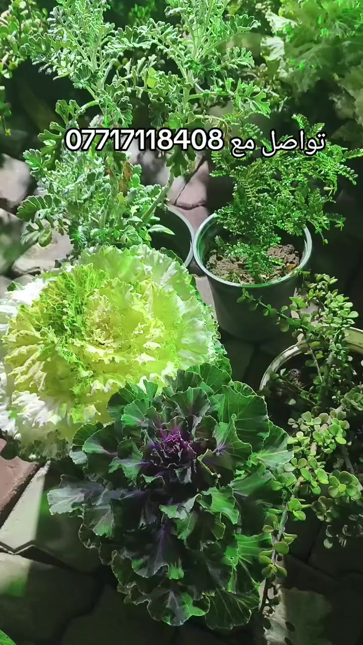 إلسلام عليكم تواصل مع على رقم هاتف 
***********408
