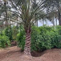 كربلاء الحسينيه • ٣ ونص دونم • طابو زراعي