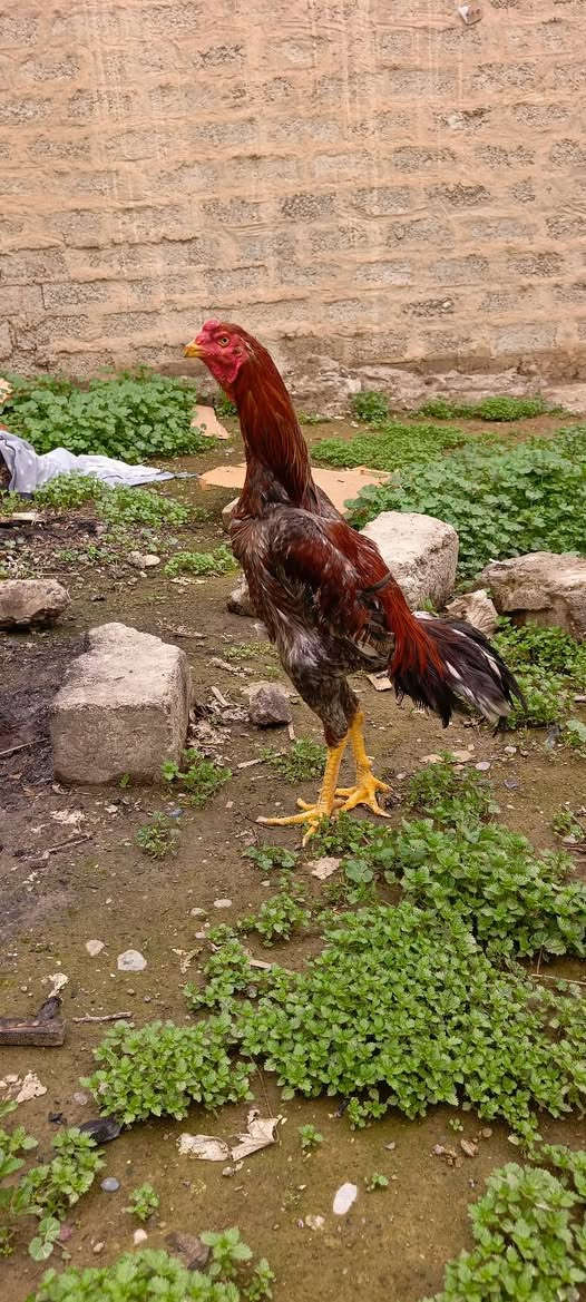 متاح ديج هندي راس قوي عمرة سنة بعدة باول عمرة سعرة 60
 ***********
***********
