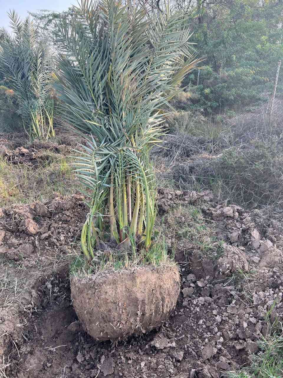 السلام عليكم
تتوفر لدينا نخيل امهات صنف برحي للبيع
من يرغب بالشراء الاتصال على الرقم ‏‪+964 783 499 4275‬‏
البصرة  السيبة


**إذا كنت صاحب هذا الإعلان وتريد حذفه لأي سبب، رجاءا أرسل رسالة إلى الدعم الفني**