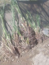 يوجد فسلان ملون بربن حر مكتومَ، شويثي، جبجاب، سلطاني، طبرزل. حمراوي،، ...