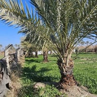 ٢ دونم • طابو زراعي • كربلاء شارع النجف