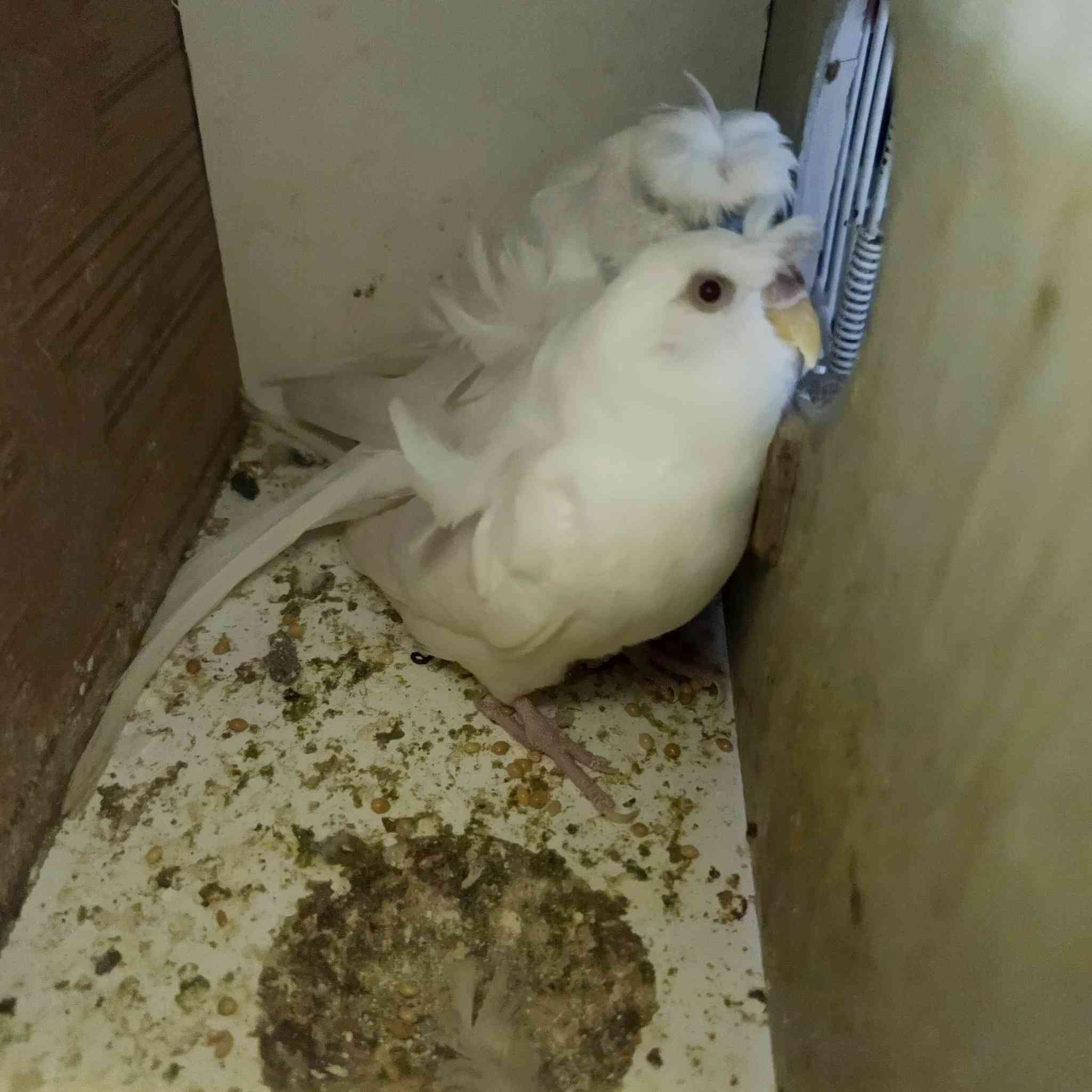 كناريات للبيع هاجرمو لون ابيض نادر 🤍المكان قضاء النصر السعر خاص راسل وتدلل


**إذا كنت صاحب هذا الإعلان وتريد حذفه لأي سبب، رجاءا أرسل رسالة إلى الدعم الفني**