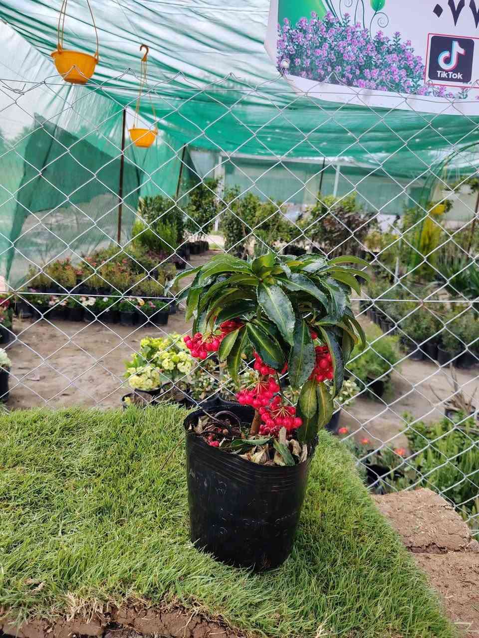 السلام عليكم
عرض اليوم
كرز البري الخارجي  يرهم في الطرمه بل ظل
 القطعه اب 15000 الف 
توصيل موجود للمناطق القريبه
الموقع /قضاء الخالص _ناحيه هبهب _عرب شوكه قرب مندي ماجد

واتس او للاتصال
***********
