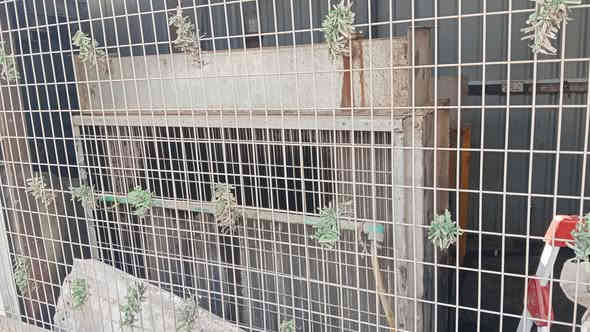 مولد كمنز 24ولف علحمل  جاهزه 
***********
