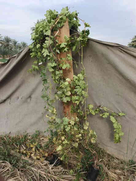 اللهم صلي ع محمد وآل محمد
عنب حلواني 
ارتفاع متر الي مترين
السعر مفرد الفين ونص 
جمله الفين 
العنوان حله طريق الدبله منقطة ارفيعات يتوفر خدمة توصيل 
***********
