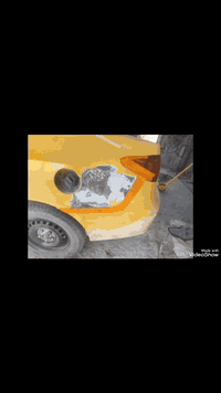 صباغ • صبغ عام • الزيتون