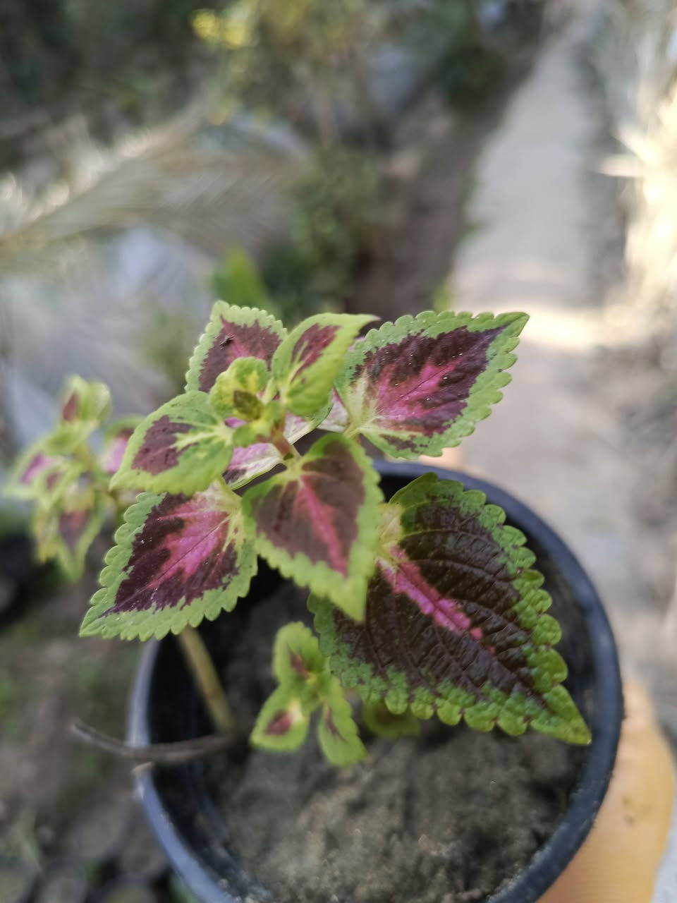 عرض خاص وتخفيض (اسبوع)
شتلات عدد 8 ب11 الف
للحجز والطلب يرجى المراسلة 
توصيل بغداد _المسيب___كربلاء___حلة


**إذا كنت صاحب هذا الإعلان وتريد حذفه لأي سبب، رجاءا أرسل رسالة إلى الدعم الفني**