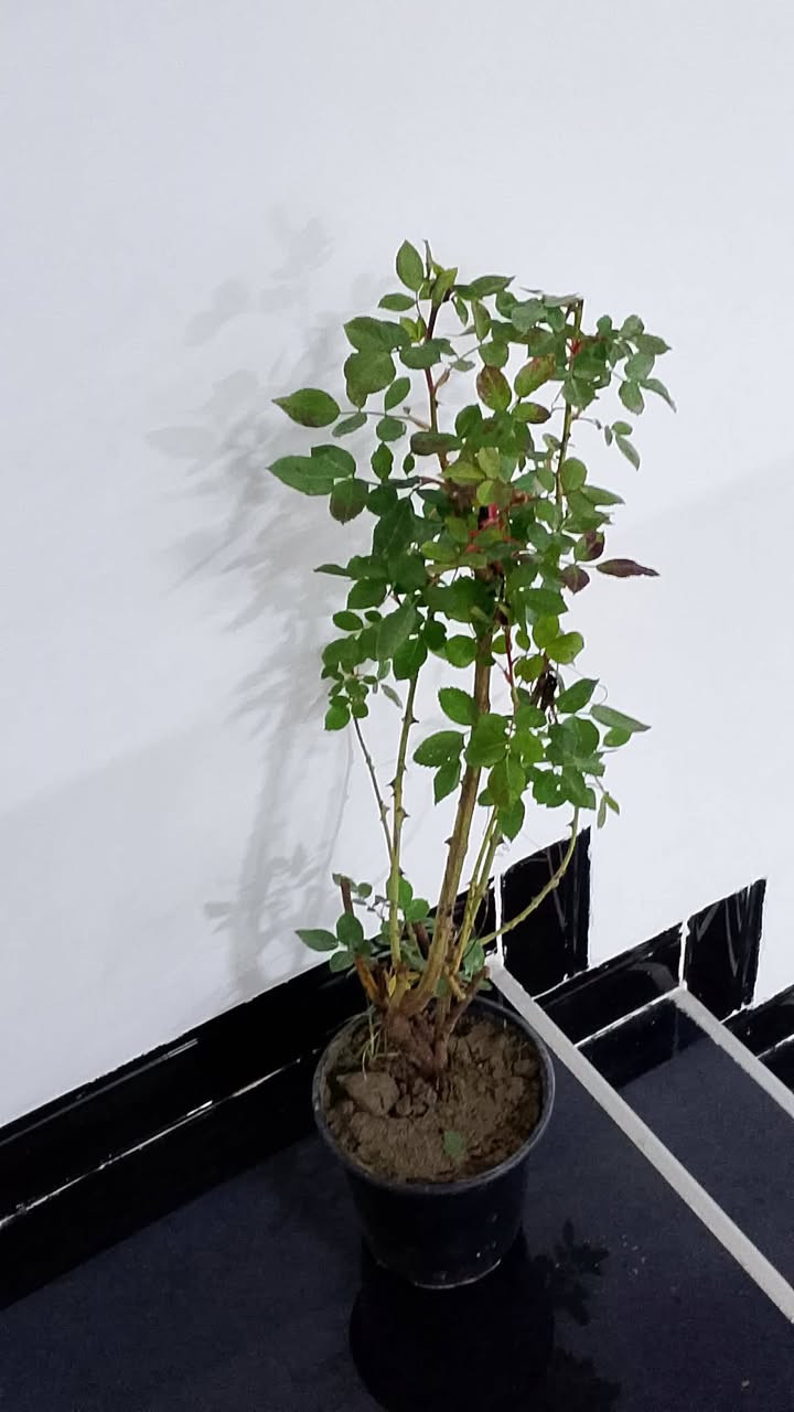 #كركوك 
نباتات ضليه بأنسب الاسعار 
يوجد توصيل داخل كركوك ومحافظات نباتات تنطي جماليه و اوكسجين للبيت توصيل ٣ الف كركوك واطراف وهذا باب رزقهم  للاستفسار التواصل ع الرقم***********
مشتل غصن
