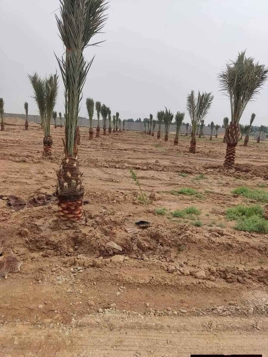 سلام عليكم ورحمة الله وبركاته يوجد نخل برحي حر نقل وزراعه تستلم كامل .. عندك مزرعه جاهزه يجي كادر مختص يزرع الفسيل برحي او مكتوم شرط مع ضمان سنه اي فسيله تستبدل ... وشرط برحي .. تجهيز كميات .. الاتصال ***********
