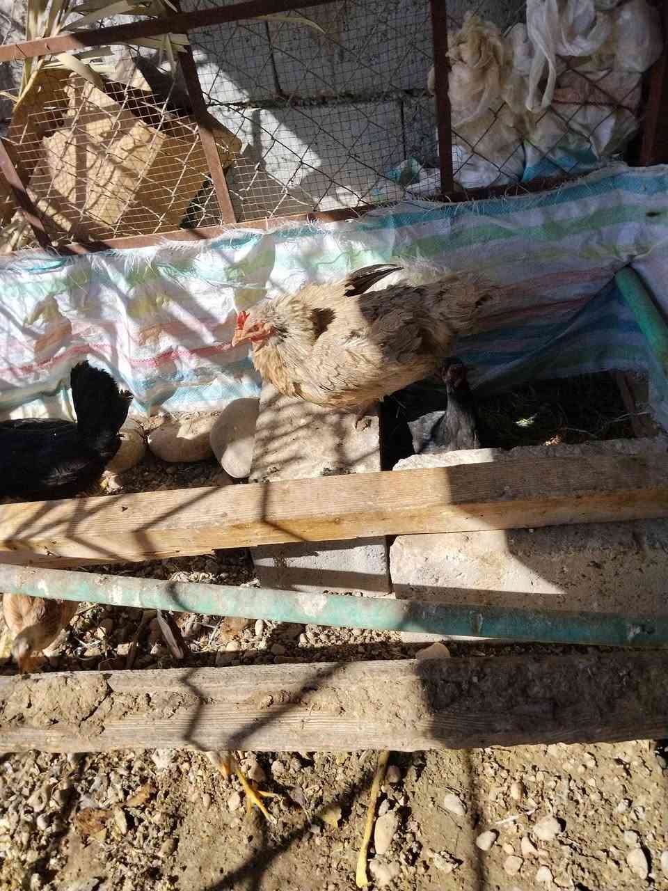 دجاجاتين كرك 30الف مكان أمام عباس ***********
