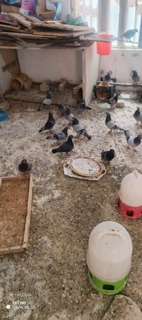زواجل للبيع • حمام ايراني • حمام للبيع • طيور زينه • فروخ زاجل • بيض ز...