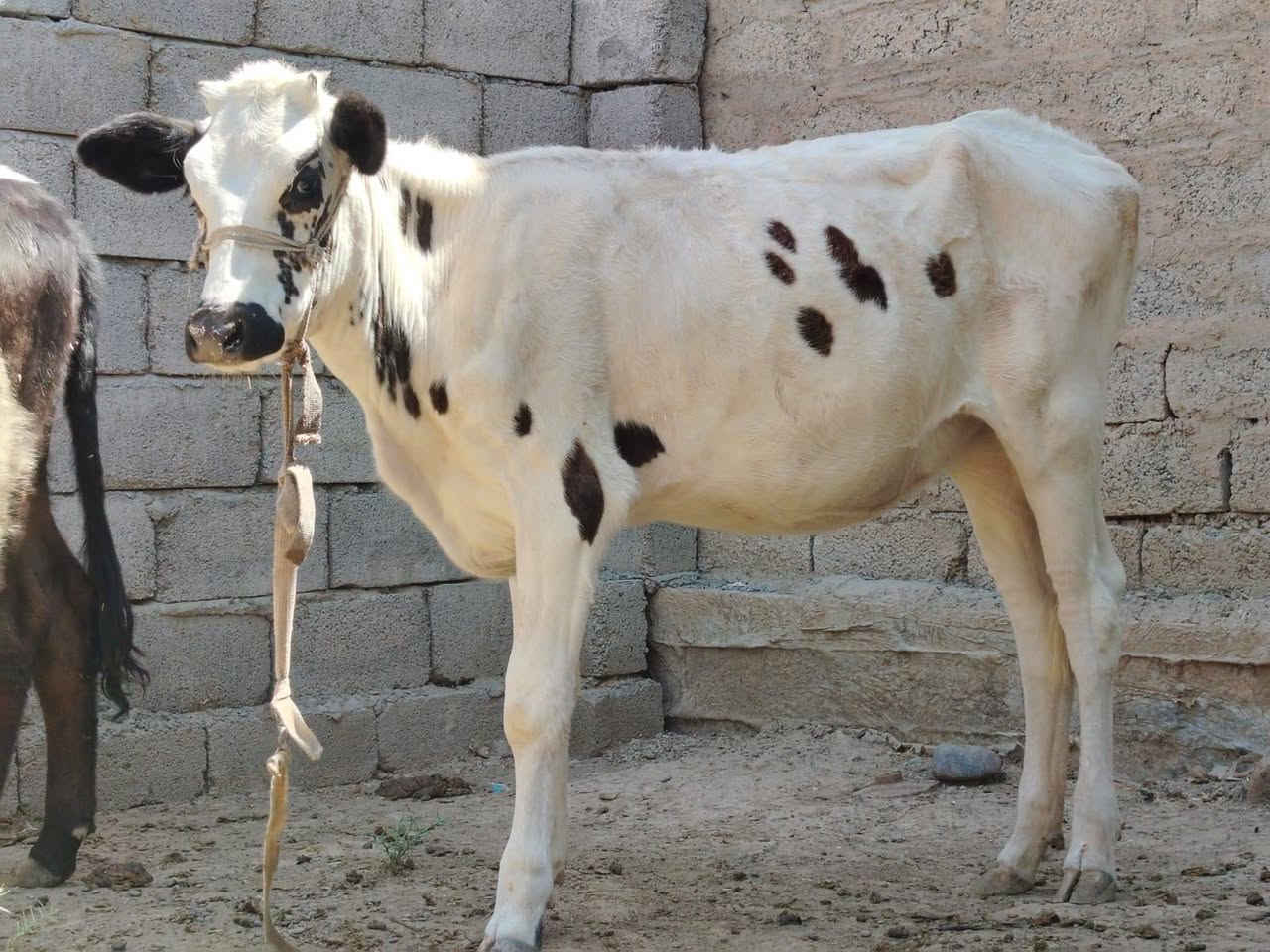 السلام عليكم ورحمه الله وبركاته
بجر جنس درجة اولى شرابيه اصرفت وماصرفناه 
ناصحه فول ماشاء الله السعر مليون 375وبيه مجال شي قليل 
المكان الشرقاط الخضرانيه 
***********
