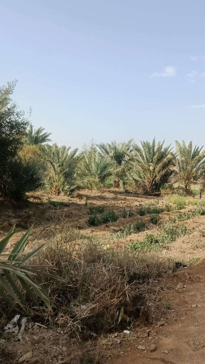 واسط كوت البسروكيه 
سلام عليكم بستان مع بيت للبيع 
المساحه الكليه دونمين ونص 
الاستفسار اكثر علخاص او الاتصال علرقم 
***********
