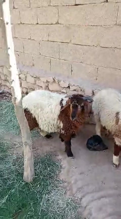 السلام عليكم 
(مكلف بالنشر) 
متاح زوج طليان ربط  مثل ما واضحات گدامكم خشنات وحلوات ما شاءالله عليهن شرط النصاح على كل عيب 
سعرهن (525) مكانهن الكرابله حي الزيتون الي اله مصلحة بيهن هذا رقم صاحبهن يتواصل وياه 
(***********)
