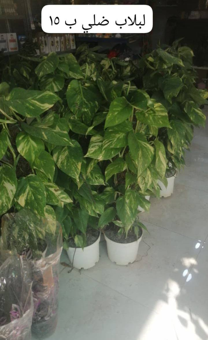 انواع الورد العطريه والضليه الي يريد يشرف المشتل وحياكم الله اسعار مناسبه العنوان سده البوعلي جاسم قرب محطه اساله الماء فيد ابن الديره وانت المستفيد اللهم ارزق كل شخص فت له باب رزق


**إذا كنت صاحب هذا الإعلان وتريد حذفه لأي سبب، رجاءا أرسل رسالة إلى الدعم الفني**