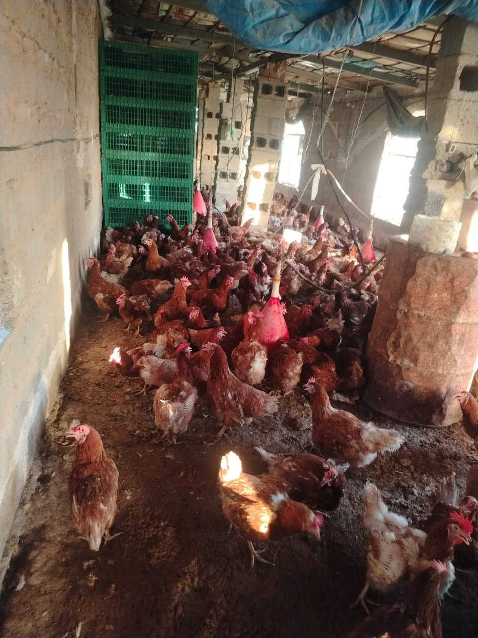 يوجد دجاج احمر بياض الوزن من ٢ كيلو الى٥'٢ السعر 4000 الدجاجه
العنوان العلم ساحه الرگي. 
رقم الهاتف ***********
