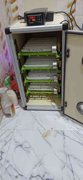 متاح فقاسه جيموكه سعة 120 بيضه ب550
العنوان البصرة القرنه بني منصور مكلف بلنشر ***********
